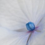 dentro...un cuore blu.. dentro...un cuore blu..