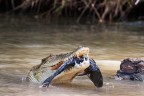 Hungry Crocodile