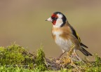 Cardellino (Carduelis carduelis) Cardellino (Carduelis carduelis)