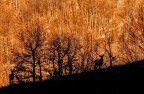 Cervo Maschio - Parco Nazionale della Majella