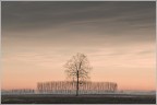 Paesaggio con albero..e altro dietro Paesaggio con albero..e altro dietro