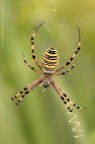 Argiope e preda.... Argiope e preda....