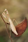 Iris oratoria