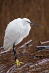 Garzetta (Egretta garzetta) Garzetta (Egretta garzetta)