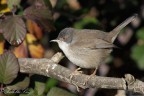 Occhiocotto(Sylvia melanocephala) Occhiocotto(Sylvia melanocephala)