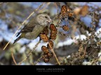 Commenti e consigli sono sempre ben accetti.

Canon D MK IV + Canon 300 mm
iso 640 tv 1/640 av 7.1