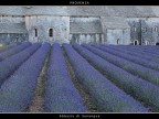 Provenza # 23 - Abbazia di Senanque Provenza # 23 - Abbazia di Senanque