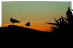 E' l'ultimo dell'anno e due gabbiani si fanno fotografare in una deliziosa cornice al tramonto (Portovenere - SP)