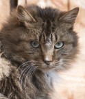 Gatto Gatto