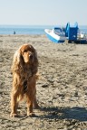 Pepito al mare
