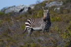 Zebra a Cape Point Zebra a Cape Point