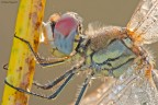 Mezzobusto di sympetrum...
Dati exif: ISO 160 - f/16 - 1/3 - luce naturale - cavalletto - scatto remoto - plamp

[url=http://img855.imageshack.us/img855/2464/mezzobustodisympetrum30.jpg] Alta risoluzione 3000px [/url]

Ciao a tutti, scusate la lunga assenza ma sono stato impegnato in un pesante trasloco a causa del cambio di citt.
Vi propongo uno scatto di un paio di mesi fa; come al solito saranno graditi commenti e critiche.
Un saluto, Max