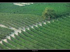 Vigneti # 15 Vigneti # 15