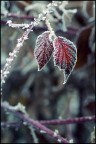 Frozen