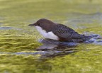 Merlo acquaiolo (Cinclus cinclus) Merlo acquaiolo (Cinclus cinclus)