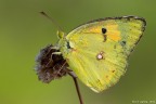 Colias Crocea Colias Crocea