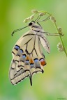Papilio machaon Papilio machaon