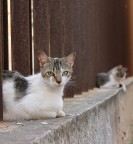 due gatti... due gatti...