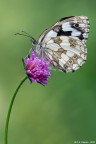 Melanargia Melanargia