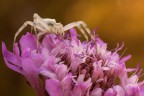 Uno scatto di questo simpatico ragneto che ho ripreso per la prima volta quest'estate :)

C&c molto graditi ed apprezzati 

Un saluto,Tamara

40D,100mm L is,treppiede
f13,tv 1/25,iso 200

HR: http://img341.imageshack.us/img341/8005/img9779link2500.jpg