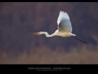 Commenti e consigli sono sempre ben accetti.

Canon D MK IV + Canon 500 mm + ext. 1.4 
iso 800 tv 1/250 av 5.6 mano lbera  - Fiume Adda