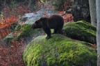 L'orso