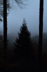 Pino nella Nebbia Pino nella Nebbia