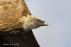 Grifone (Gyps fulvus), Verdon (Francia)  troppo vicino, c & c sono graditi, ciao Elio
Canon 1 D MkIV  Canon 400mm  Iso 250  f/5.6  1/2000s  0.00eV  mano libera
[url= http://img14.imageshack.us/img14/710/grifonegypsfulvus.jpg]Clicca qui per la versione ad alta risoluzione![/url]