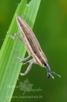 ...Lixus (Compsolixus) anguinus... ...Lixus (Compsolixus) anguinus...