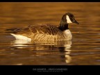 Commenti e consigli sono sempre ben accetti.

Canon D MK IV + Canon 500 mm + 1.4 x
iso 400 tv 1/1000 av 5.6 - Fiume Adda