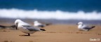 Australia Australia
