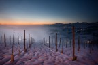 La nebbia agli irti colli
