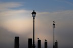 Come sentinelle a guardia del lago, in un primo mattino di gennaio.