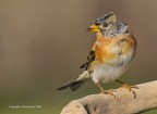 Peppola (Fringilla montifringilla), c & c sono graditi, ciao Elio
Canon 1DMk VI - Canon 400 f5.6 - iso 400 - f/8, 1/1000 -0.33eV - capanno - reti mimtiche.
Ringrazio l'amico Berna che mi ha ospitato nel suo capanno.
[url=http://img849.imageshack.us/img849/8871/peppolafringillamontifr.jpg]Clicca qui per la versione ad alta risoluzione![/url]