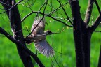 Verde in volo