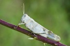oedipoda caerulescens