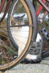 il nostro gattino il nostro gattino