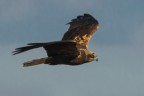 falco di palude falco di palude