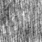 Bosco spoglio Bosco spoglio