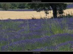 Provenza # 28