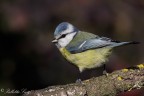 Cinciarella(Patus caeruleus) Cinciarella(Patus caeruleus)