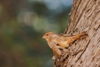 Uno scatto di un anno fa'...Niente di che' ,solo una femmina di Passerotto ripresa in un momento di calma.

C&c molto graditi ed apprezzati

Un saluto a tutti,Tamara

40D,300mm f4 apo macro hsm Sigma,tc 1,4x
f 5,6,tv 1/160,iso 800

HR: http://img703.imageshack.us/img703/1915/img8885link1800.jpg