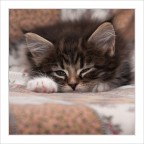 Penny piccina Penny piccina