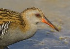 Porciglione eurasiatico (Rallus aquaticus)