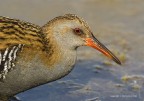 Porciglione eurasiatico (Rallus aquaticus), c & c sono graditi, ciao Elio
Canon 1 DMk IV  Canon 400  iso 400  1/800s  f/7.1 - -0.33eV
[url=http://img5.imageshack.us/img5/6062/porciglioneeurasiaticor.jpg]Clicca qui per la versione ad alta risoluzione![/url]