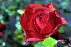 nel mio giardino