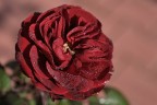 nel mio giardino II
