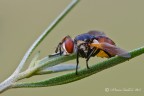 Diptera_Tachinidae_Gymnosoma Diptera_Tachinidae_Gymnosoma