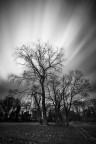Trees, clouds and cold wind Trees, clouds and cold wind
