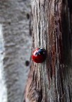 Coccinella Coccinella